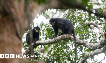 Une nouvelle espèce de colobe aux lèvres orange découverte dans les forêts de la RDC
