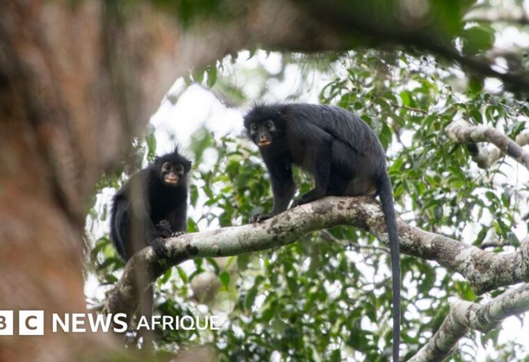 Une nouvelle espèce de colobe aux lèvres orange découverte dans les forêts de la RDC