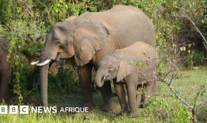Les éléphants utilisent des plantes médicinales pour se soigner, selon des chercheurs