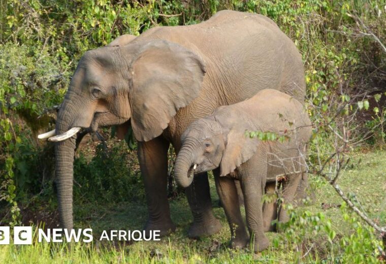 Les éléphants utilisent des plantes médicinales pour se soigner, selon des chercheurs