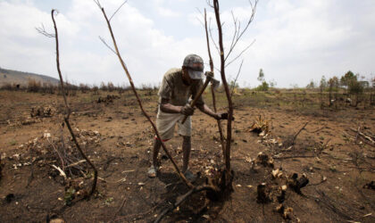 Madagascar: des ONG de défense de l&rsquo;environnement tirent la sonnette d&rsquo;alarme face aux incendies et aux trafics