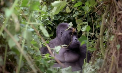 Dans l&rsquo;est de la RDC, la difficile préservation du parc national de Kahuzi-Biega et de ses gorilles