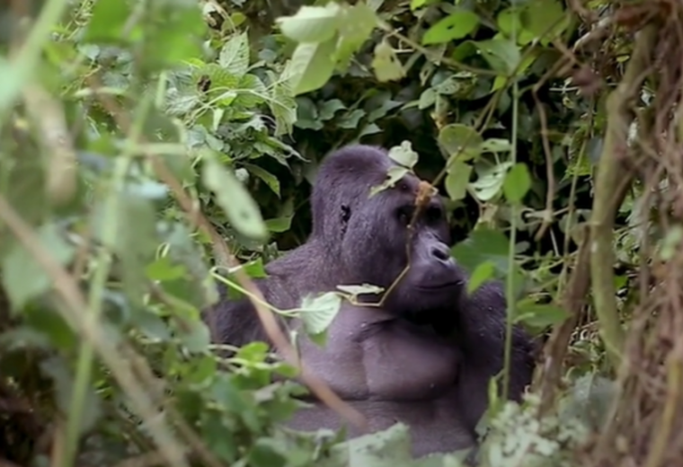 Dans l&rsquo;est de la RDC, la difficile préservation du parc national de Kahuzi-Biega et de ses gorilles