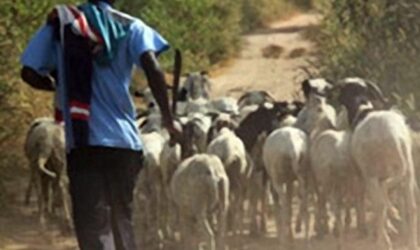 Thiès : 11 béliers volés au foirail de Hersent à cause d&rsquo;un éclairage public défectueux