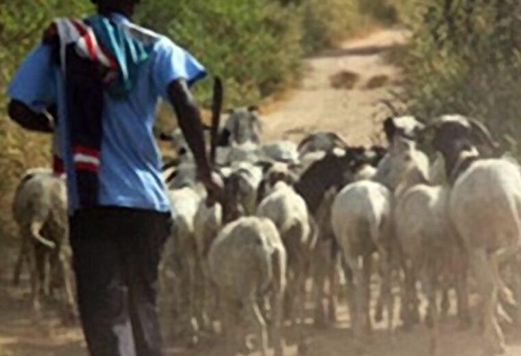 Thiès : 11 béliers volés au foirail de Hersent à cause d&rsquo;un éclairage public défectueux