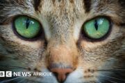 Comment la science derrière les yeux des chats inspire la technologie des caméras pour les robots