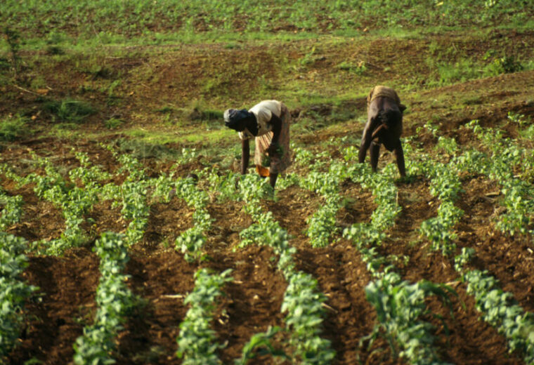 Burkina Faso: appel au «patriotisme économique», le gouvernement interdit l’exportation des farines