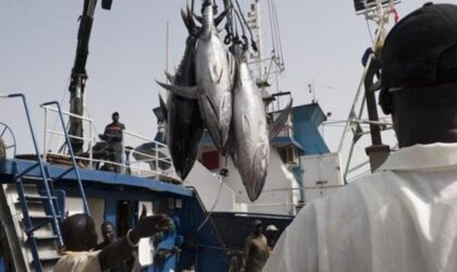 Licences de pêche : les auditions démarrent aujourd’hui, quatre responsables convoqués