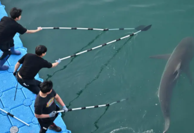 Le requin devenu célèbre en Corée du Sud est revenu là où il était coincé