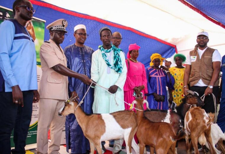 Élevage caprin : après Aéré Lao, la Haute Autorité du Waqf et l&rsquo;ONG Heifer remettent à Missira Wadène les premières chèvres du WAPEC dans le département de Koungheul