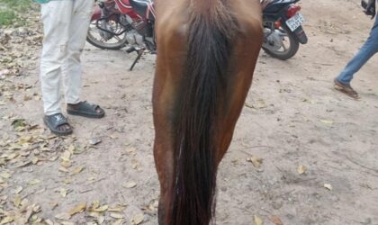 Vélingara : un réseau de voleurs de chevaux démantelé, deux suspects gambiens déférés à Kolda