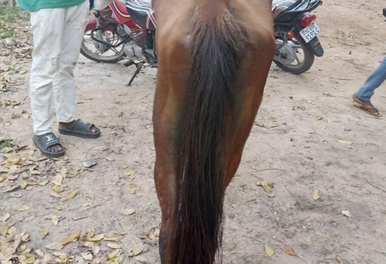Vélingara : un réseau de voleurs de chevaux démantelé, deux suspects gambiens déférés à Kolda